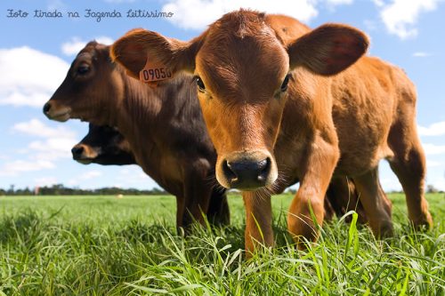 Bezerra curiosa no pasto da fazenda Leitíssimo em uma manha de Outono.