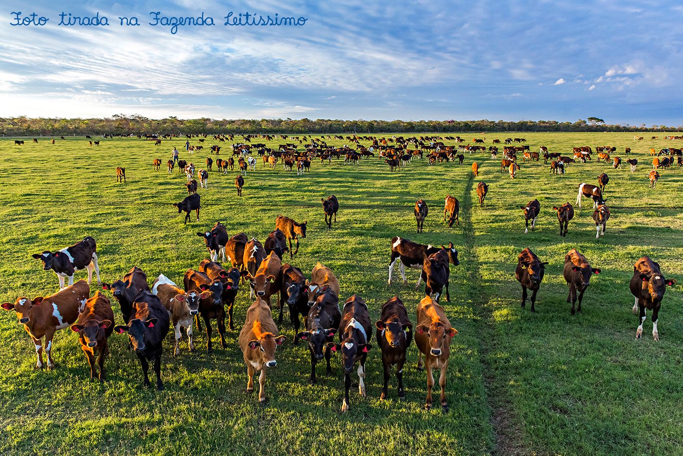 Vacas no pasto da Fazenda Leitíssimo ao final da tarde.