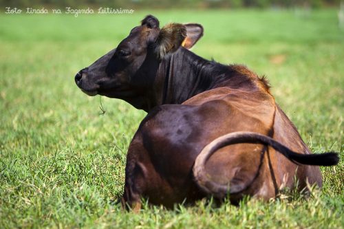 Vaca relaxando, enquanto rumina (digestão da grama).