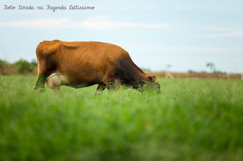 Vaca pastando na Leitíssimo.